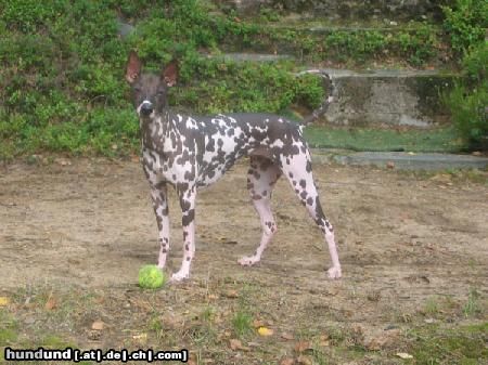 Peruvian Inca Orchid Wanhan Wuoren Naamion Taru