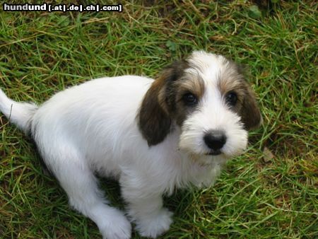 Petit Basset Griffon Vendéen Wer kann da widerstehen? Bonnie mit 11 Wochen