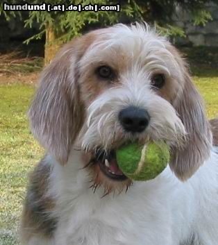 Petit Basset Griffon Vendéen Mein Bällchen!