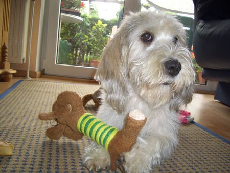 Petit Basset Griffon Vendéen Heute bin ich 2 Jahre alt geworden...