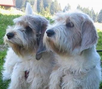 Petit Basset Griffon Vendéen Vater und Sohnemann