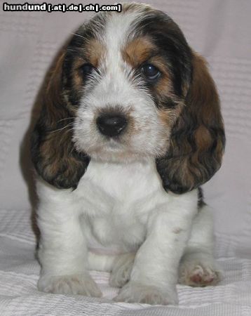 Petit Basset Griffon Vendéen Aimée, 5 Wochen