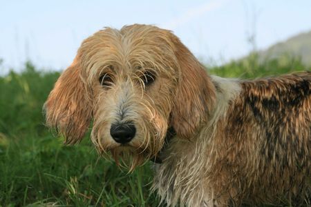 Petit Basset Griffon Vendéen Bruno im Urlaub