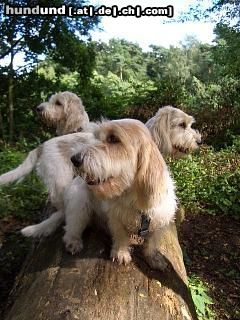 Petit Basset Griffon Vendéen