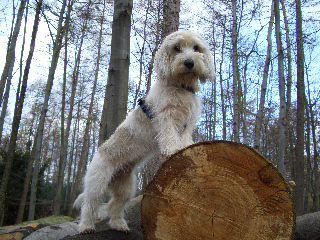 Petit Basset Griffon Vendéen Jenny-22 monate