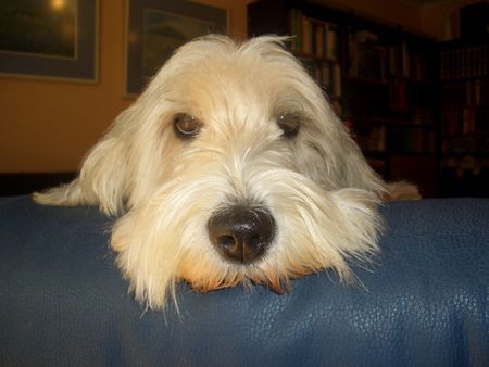 Petit Basset Griffon Vendéen Guckst du...