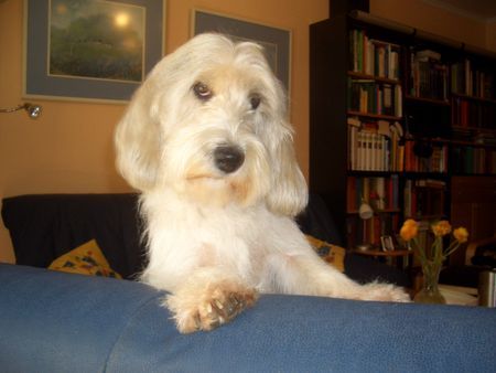 Petit Basset Griffon Vendéen Guckst du nochmal...