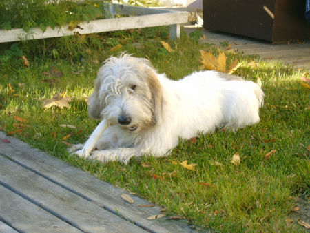 Petit Basset Griffon Vendéen Cakom Lempi