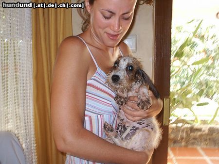 Petit Basset Griffon Vendéen RUFFO aus der dusche