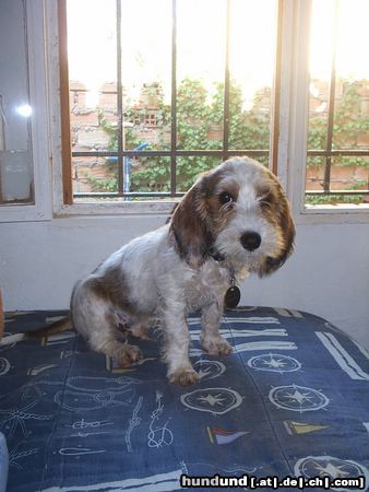 Petit Basset Griffon Vendéen RUFFO im bett