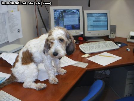 Petit Basset Griffon Vendéen RUFFO im mein büro