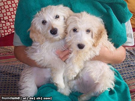 Petit Basset Griffon Vendéen Gina & Lilly (ca. 3 Monate)