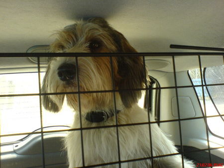 Petit Basset Griffon Vendéen neugieriger Anouk