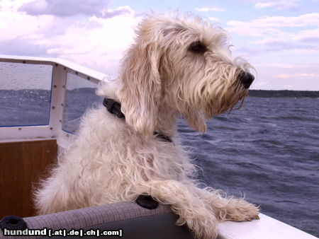 Petit Basset Griffon Vendéen So ein schöner Bottsausflug...