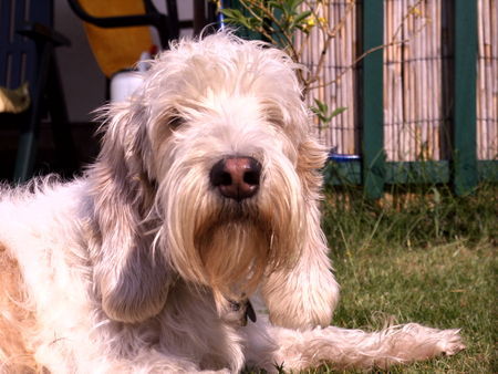 Petit Basset Griffon Vendéen So ein Tag in der Sonne ist toll...!!!