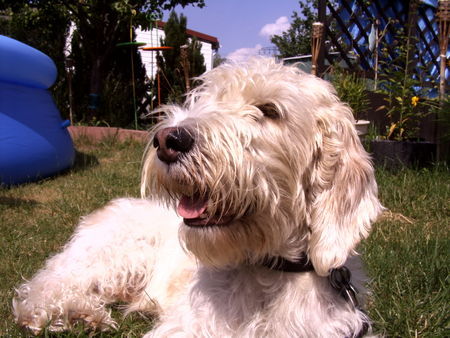 Petit Basset Griffon Vendéen ...sonnenbaden..