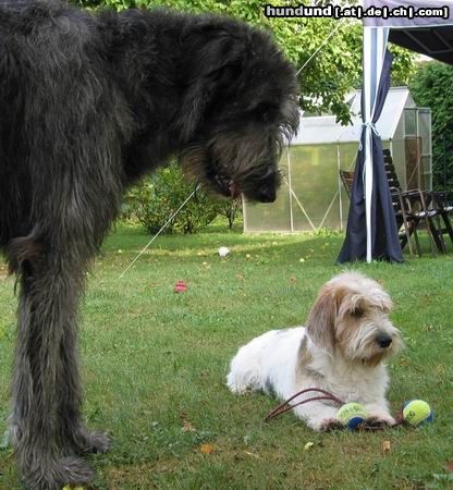 Petit Basset Griffon Vendéen Das ist übrigens mein Bällchen...