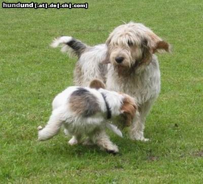 Petit Basset Griffon Vendéen Dogdancing