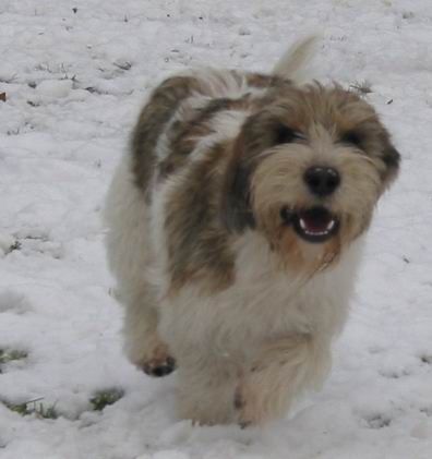 Petit Basset Griffon Vendéen Hurra - der Winter ist da!!