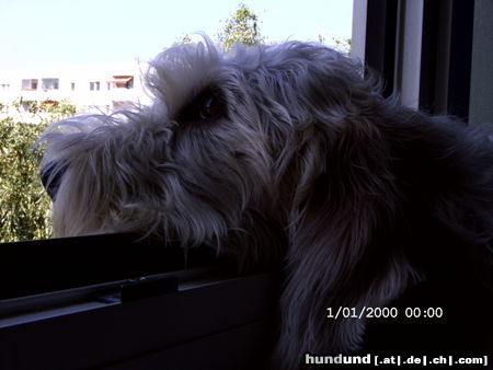 Petit Basset Griffon Vendéen So ein schöner Bottsausflug...