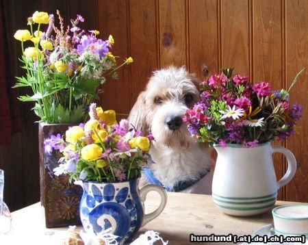 Petit Basset Griffon Vendéen So sieht mich keiner, oder?