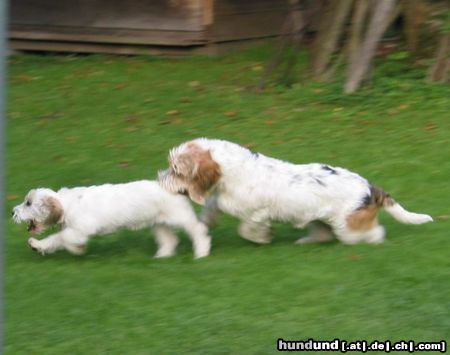 Petit Basset Griffon Vendéen Ich hab Dich!!