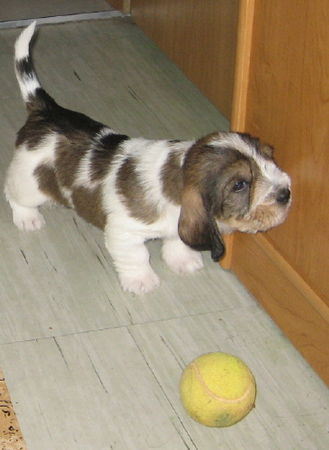 Petit Basset Griffon Vendéen PBGV puppy