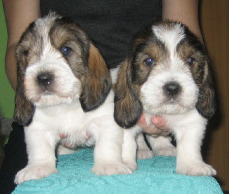 Petit Basset Griffon Vendéen PBGV puppy