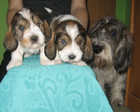 Petit Basset Griffon Vendéen PBGV puppy