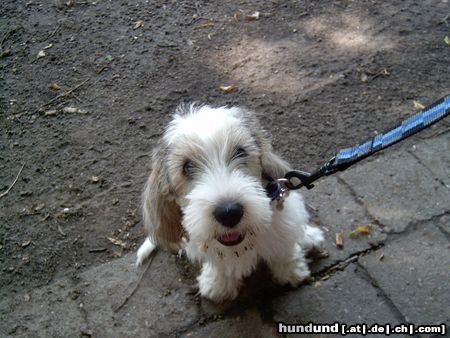 Petit Basset Griffon Vendéen Jenny