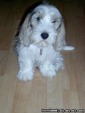 Petit Basset Griffon Vendéen Jenny