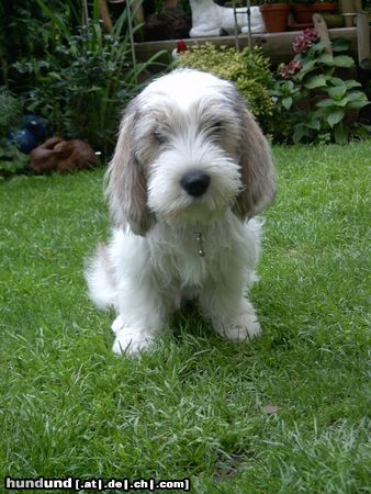 Petit Basset Griffon Vendéen Bin ich nicht süß?