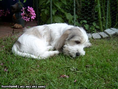 Petit Basset Griffon Vendéen