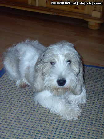 Petit Basset Griffon Vendéen schönen Gruß an Frau Sühling