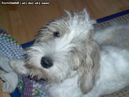 Petit Basset Griffon Vendéen schönen Gruß an Frau Sühling