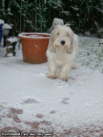 Petit Basset Griffon Vendéen Winter