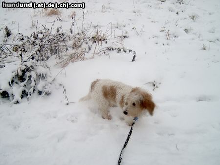 Petit Basset Griffon Vendéen Winter