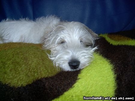 Petit Basset Griffon Vendéen Frisch gebadet, satt so geht´s mir gut !