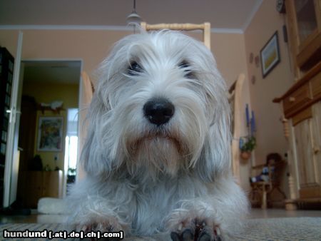 Petit Basset Griffon Vendéen Jenny