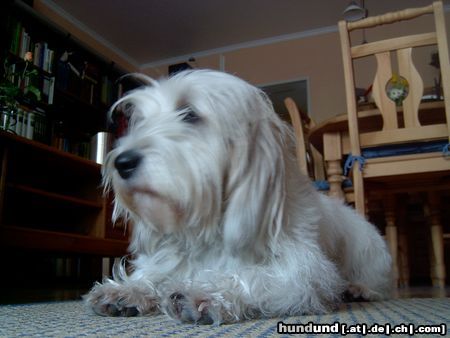 Petit Basset Griffon Vendéen Jenny