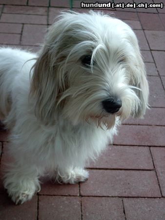 Petit Basset Griffon Vendéen Jenny