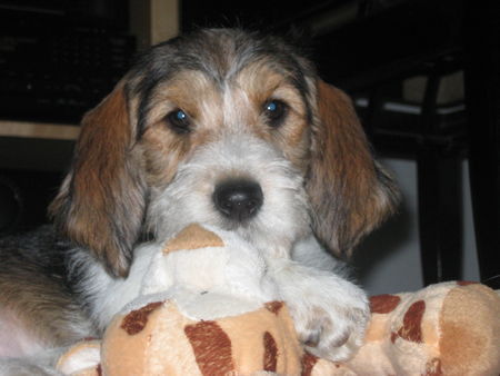 Petit Basset Griffon Vendéen Bruno 11 Wochen