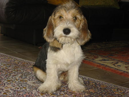 Petit Basset Griffon Vendéen 4 Monate