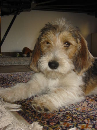 Petit Basset Griffon Vendéen Bruno, 4 Monate