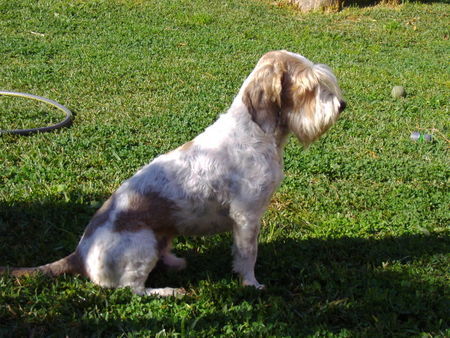 Petit Basset Griffon Vendéen Ruffo 4 Jahre