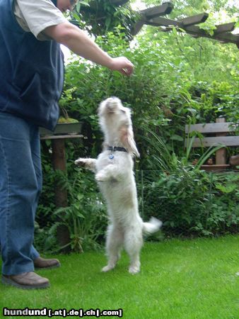 Petit Basset Griffon Vendéen Tanzmaus