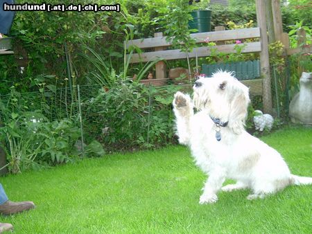 Petit Basset Griffon Vendéen Schäm dich