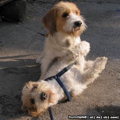 Petit Basset Griffon Vendéen 1 : 0 für Lotte !!