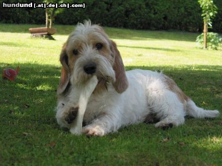 Petit Basset Griffon Vendéen Das schmeckt!!