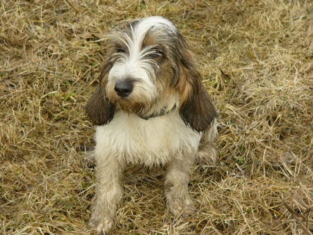 Petit Basset Griffon Vendéen Muddy puppy